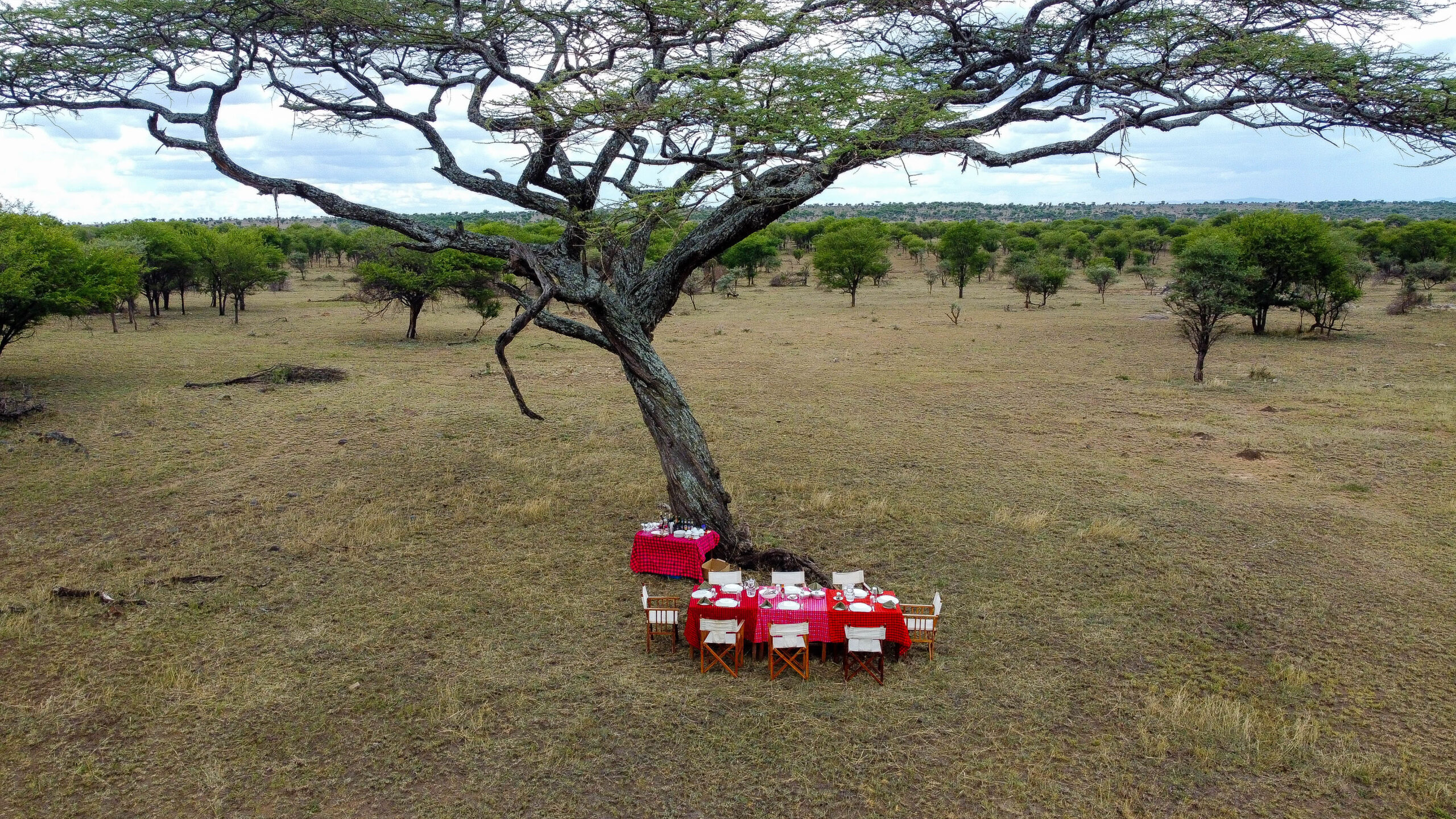 Albero nel cuore del Serengeti Park.
