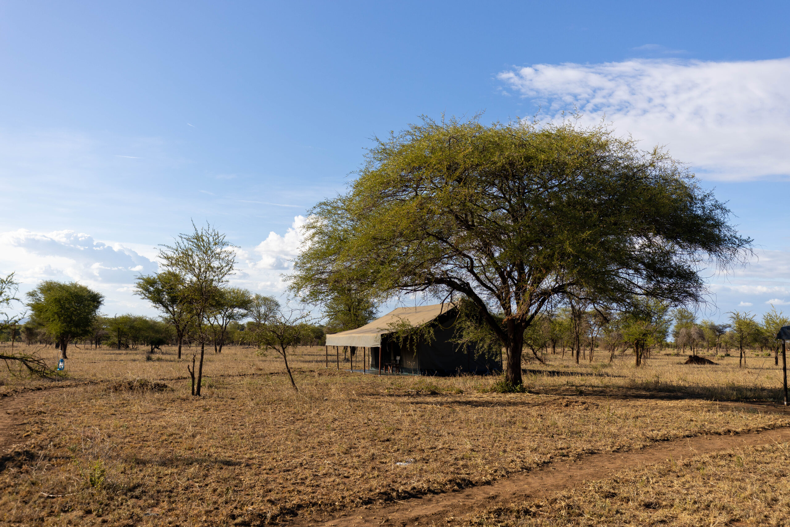 Un albero nel Serengeti, dichiarato Patrimonio UNESCO.